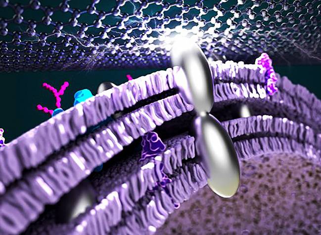 Un camino de plata para mejorar las pilas de combustible microbianas