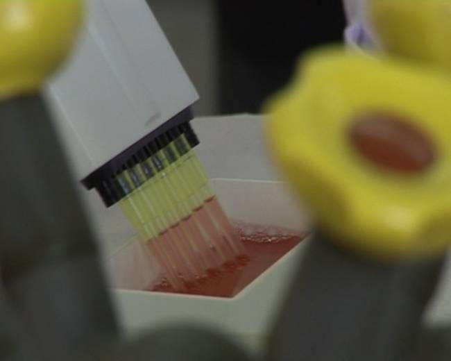 Un compuesto de la aceituna evita el crecimiento de células cancerígenas y previene su aparición