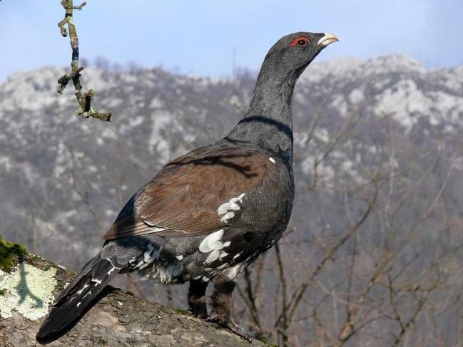 Un corredor ecológico protegerá al urogallo cantábrico