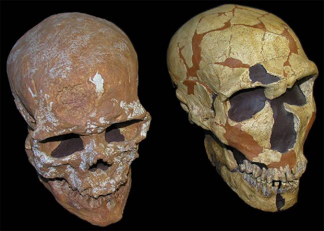 Un cráneo revela nueva información del sistema visual neandertal