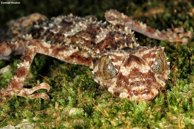 Un crustáceo descubierto por un español, en el top ten 2014 de nuevas especies 