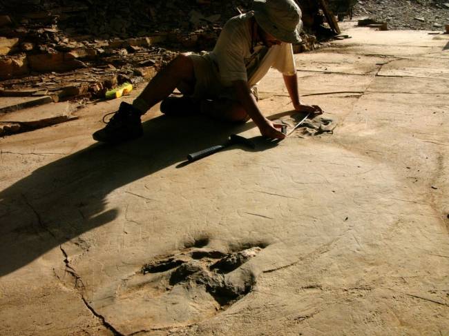 Un dinosaurio carnívoro con una deformidad en el pie cruzó Las Hoyas dejando sus huellas 
