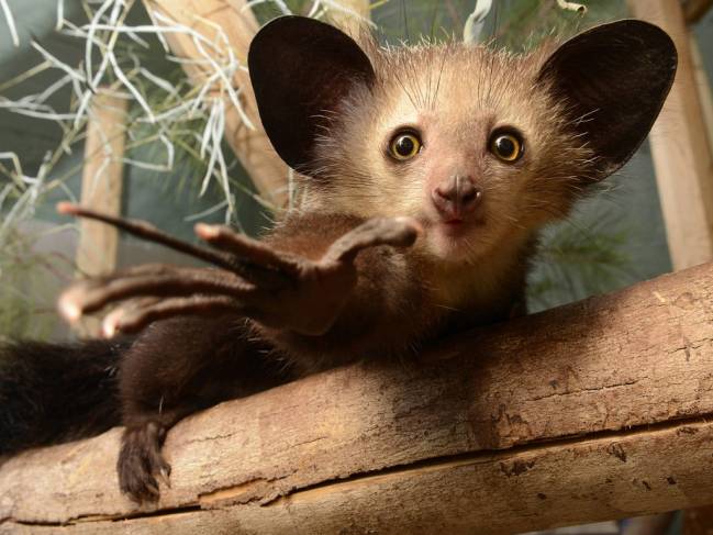 Un enigmático fósil reescribe la llegada del lémur a Madagascar