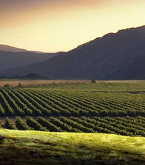 Un estudio adaptará el viñedo español al cambio climático