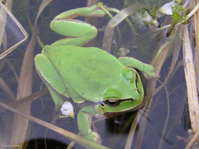 Un estudio analiza la reproducción de anfibios en las pozas segovianas