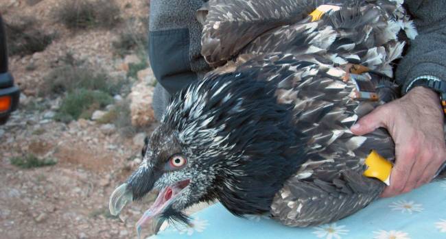 Un estudio aumenta la eficacia y economiza la reintroducción de aves