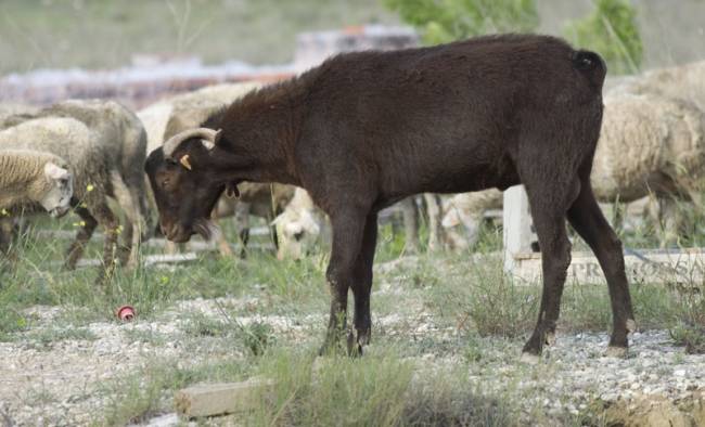 Un estudio incentiva la producción y explotación de la carne caprina