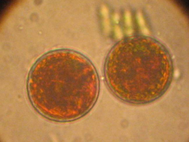 Un estudio refuerza las posibilidades dietéticas de las microalgas