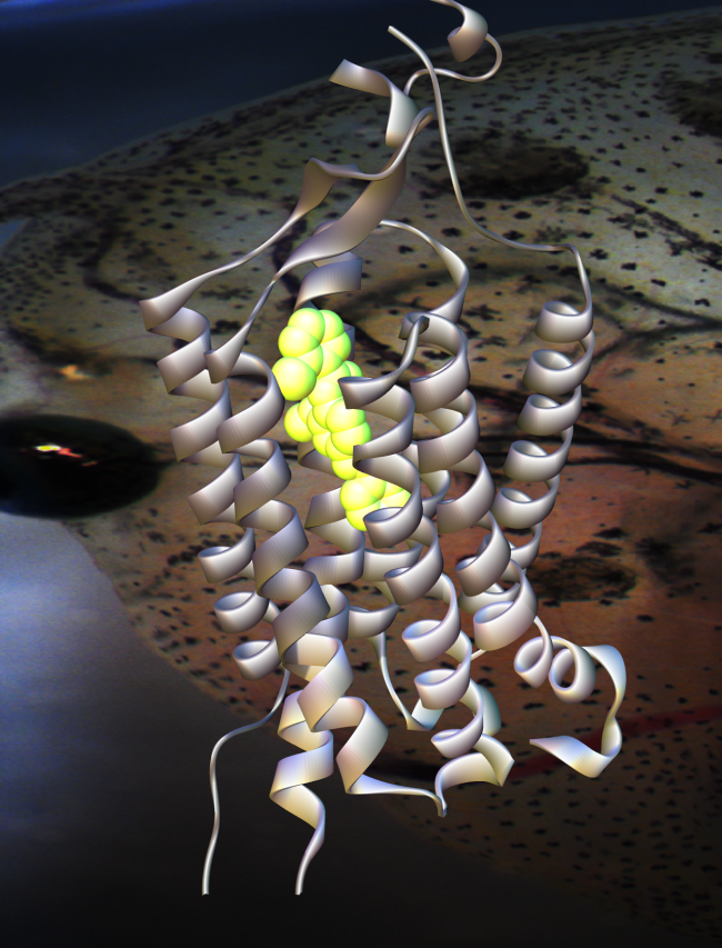 Un estudio regula un receptor neuronal con moléculas activables por luz