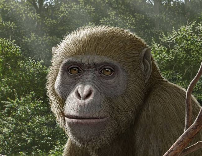 Un fósil de una nueva especie hallada en Egipto redefine el origen de los simios modernos
