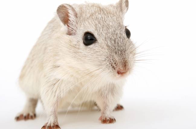 Un gel microbicida anti-VIH, probado con éxito en ratones
