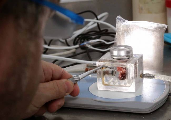 Un laboratorio de cultivo de algas polares único en España