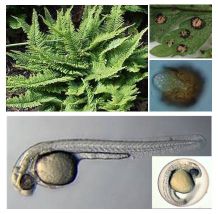 Un metabolito de la cocaína en ríos afecta a la germinación de las plantas