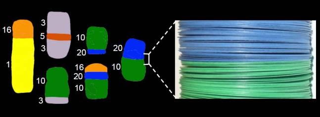 Un modelo explica la estructura de las aberraciones cromosómicas en cáncer