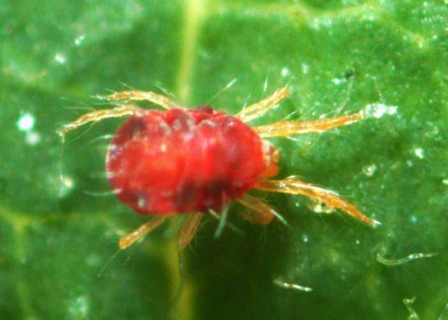 Un modelo matemático para salvar los cítricos valencianos de la 'arañita roja'