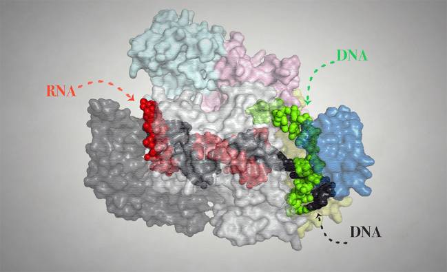 Un nuevo bisturí molecular actúa como un GPS para mejorar la edición genética 