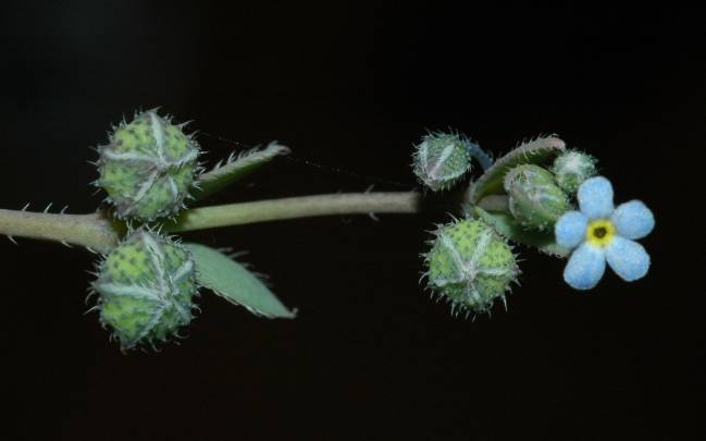Un nuevo género de plantas y el estudio del genoma del lince, entre los resultados de los Proyectos Cero
