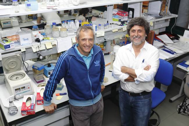 Un nuevo mecanismo controla el desensamblaje del huso al término de la mitosis