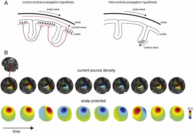 Un nuevo método muestra cómo se propagan las oscilaciones alfa cerebrales