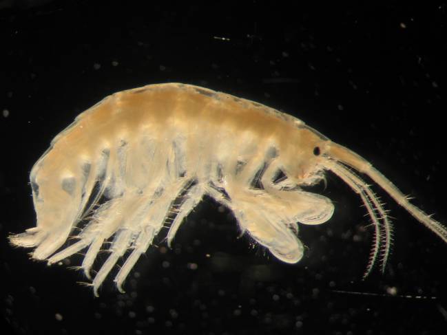 Un nuevo método permite el cultivo conjunto de especies marinas