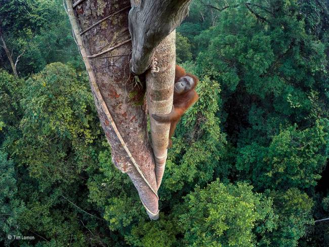Un orangután trepador, premio ‘Wildlife Photographer of the Year’ 