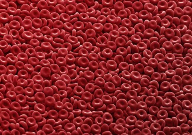Un paso adelante para obtener células madre de sangre en laboratorio