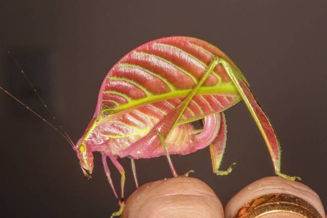 Un saltamontes con forma de hoja, entre las especies más curiosas de 2016