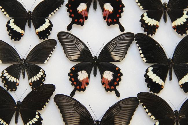 Un solo gen permite a algunas mariposas imitar las alas de otras especies