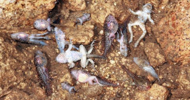 Un virus letal para los anfibios se extiende por Portugal