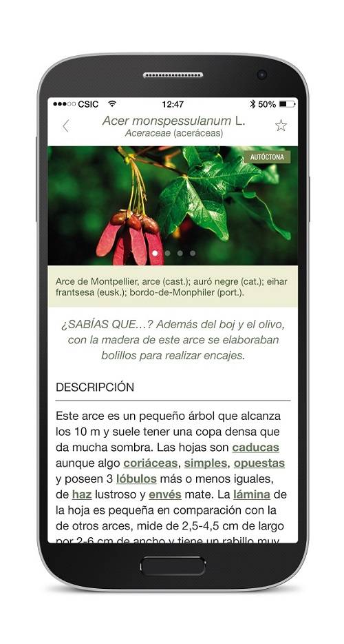 Una aplicación gratuita para la identificación de árboles