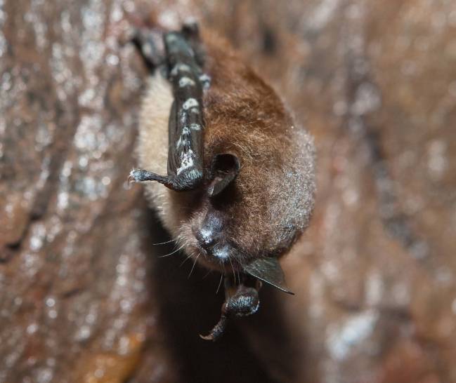 Una especie de murciélagos norteamericanos podría extinguirse en los próximos 16 años
