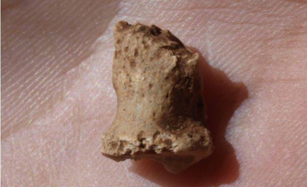 Una falange fósil confirma la existencia de neandertales en Atapuerca