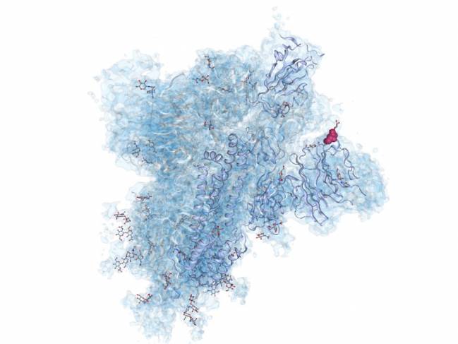 Una herramienta española integra información mundial sobre la estructura atómica del coronavirus