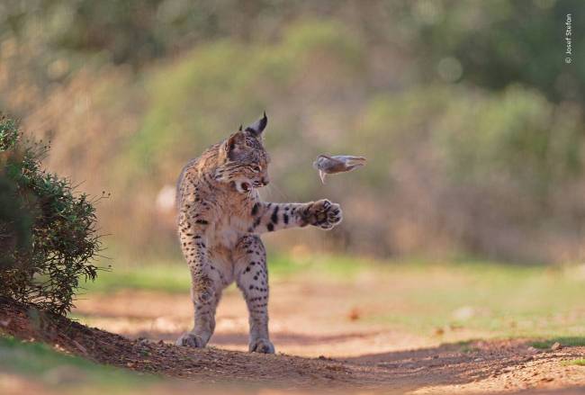 © Josef Stefan, Wildlife Photographer of the Year
