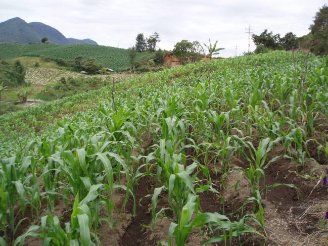 Una investigación recomienda reducir los latifundios en Colombia para implementar estrategias en el medio rural