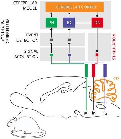 Una neuroprótesis reemplaza funciones neuronales del cerebelo