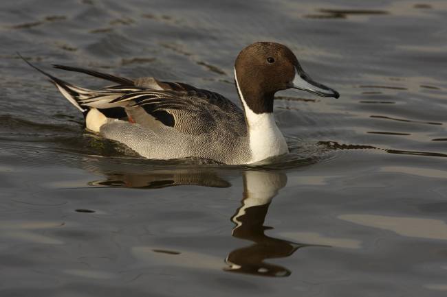 Una nueva aplicación de móvil permite censar aves acuáticas en España