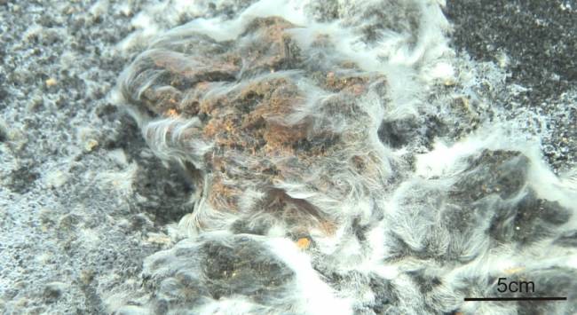 Una nueva bacteria surge tras la erupción del volcán submarino de El Hierro
