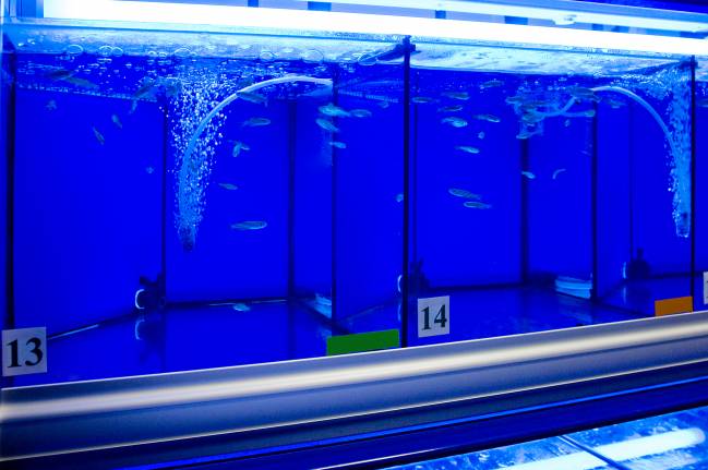 Una nueva plataforma impulsa el uso del pez cebra en investigaciones científicas