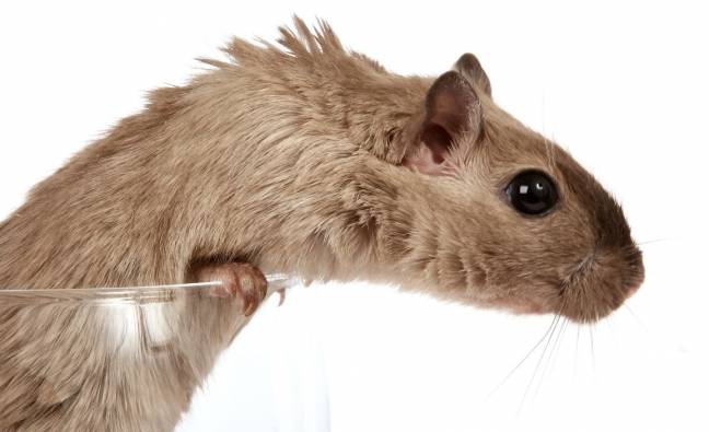 Una nueva técnica de ultrasonidos muestra el cerebro de roedores en acción