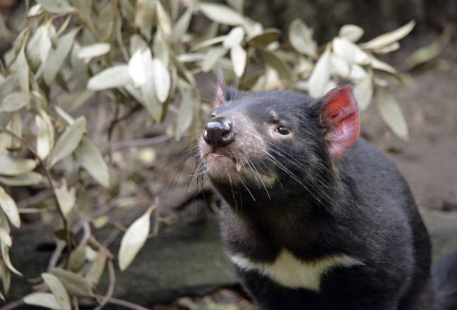 Una posible cura para los demonios de Tasmania