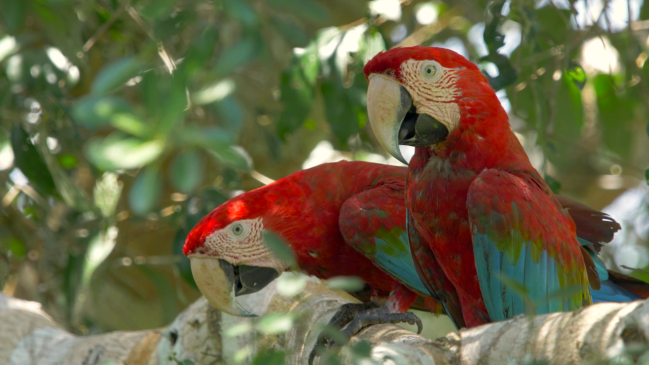 Guacamayos rojo y verde