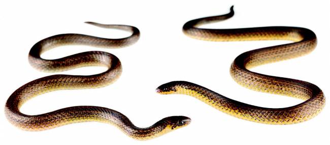Una serpiente recién descubierta ya está en peligro crítico de extinción