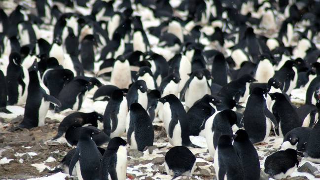 Una supercolonia de pingüinos Adelia aparece en la Antártida