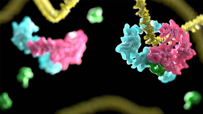 anemia de Fanconi, daño, ADN, cáncer