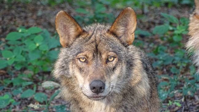 Uno de cada cuatro lobos en Galicia presenta infección por vermes cardiopulmonares