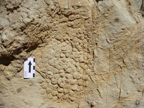 Uno de los últimos dinosaurios dejó su piel impresa en la roca 