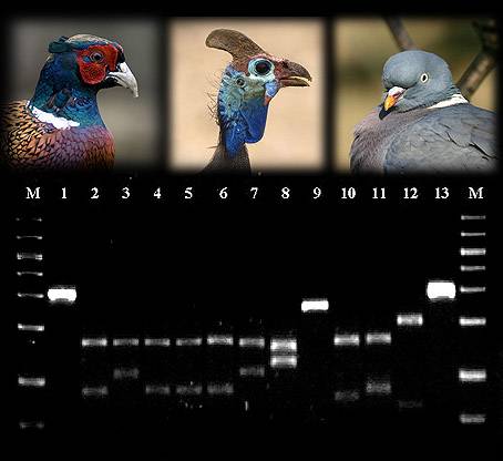 Usan el ADN para distinguir la carne de las aves de caza