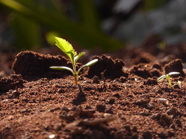Utilizan biocarbón magnético para descontaminar suelos