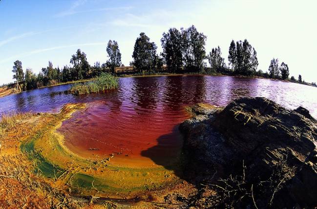 Vegetación autóctona: clave para recuperar territorios contaminados